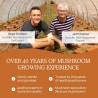 Real Mushrooms Cordyceps orgánico en cápsulas, energía y rendimiento con beta-glucanos, vegano y sin OGM, 300 cápsulas.