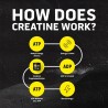 Ascent Polvo de monohidrato de creatina limpia | Creatina pura y sin sabor